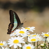 blue　ｂｕｔｔｅｒｆｌｙ