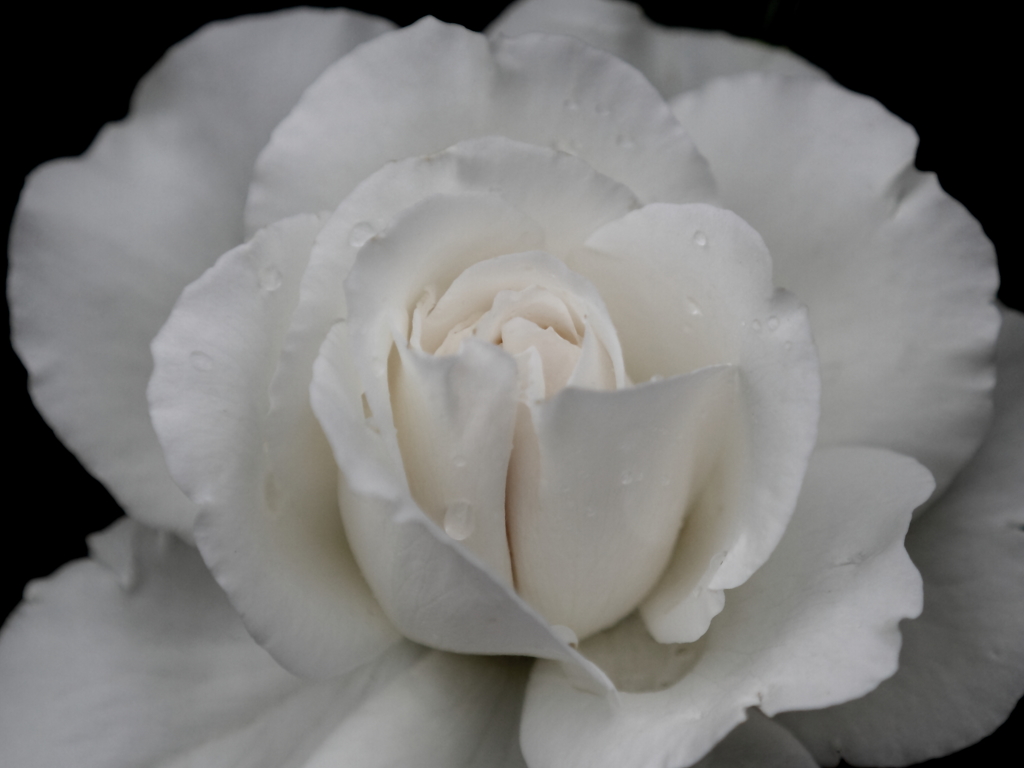 pure　white　rose