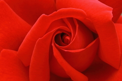 red　rose