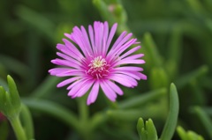 松葉菊の花