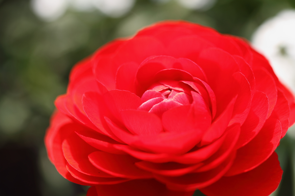 pure-red　flower