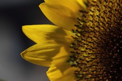 夏の花　