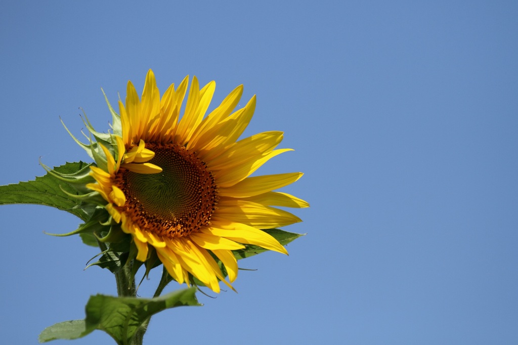 夏の空へ