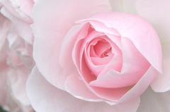 write　rose