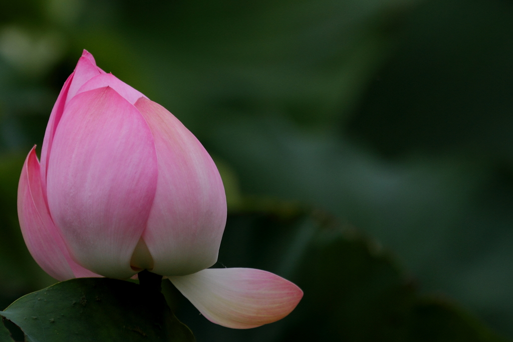蓮の花びら　その２