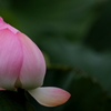 蓮の花びら　その２