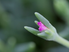 松葉菊の蕾