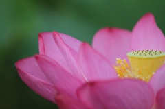 蓮のはなびら　その３
