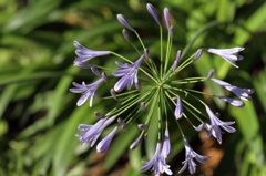 アガパンサスの花火