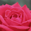 pure　pink　rose