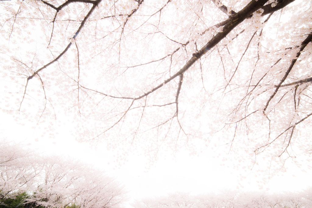 ひさかたの　光のどけき　春の日に　静心なく　花の散るらむ