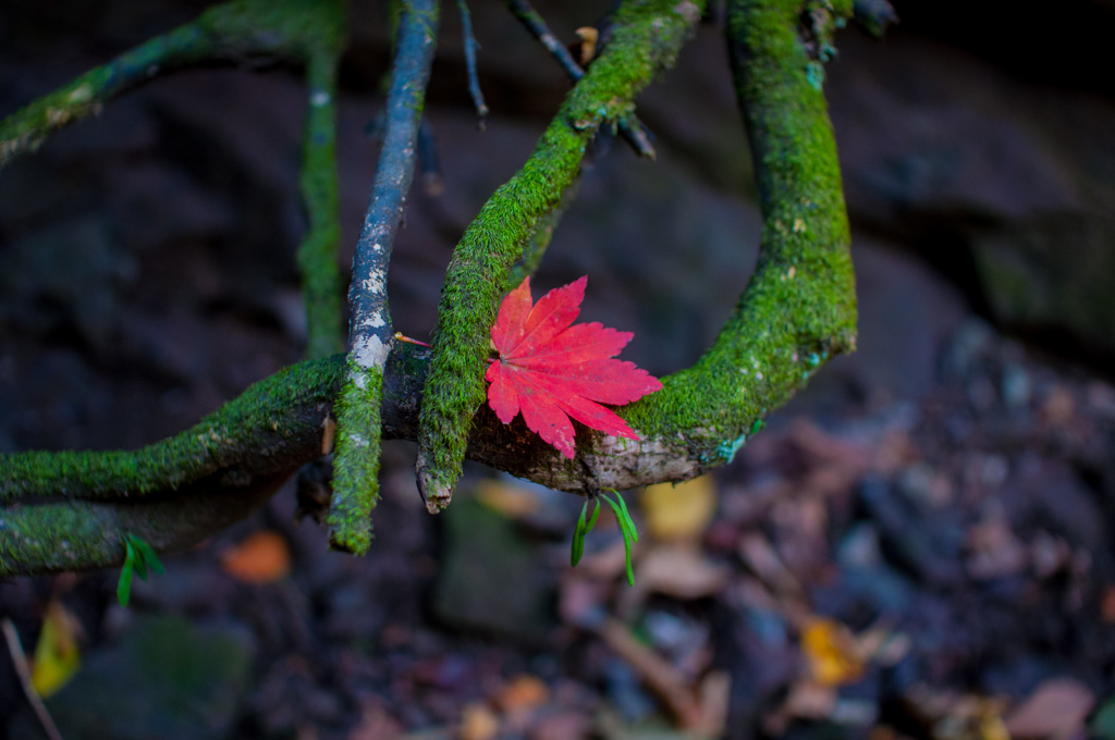 紅葉