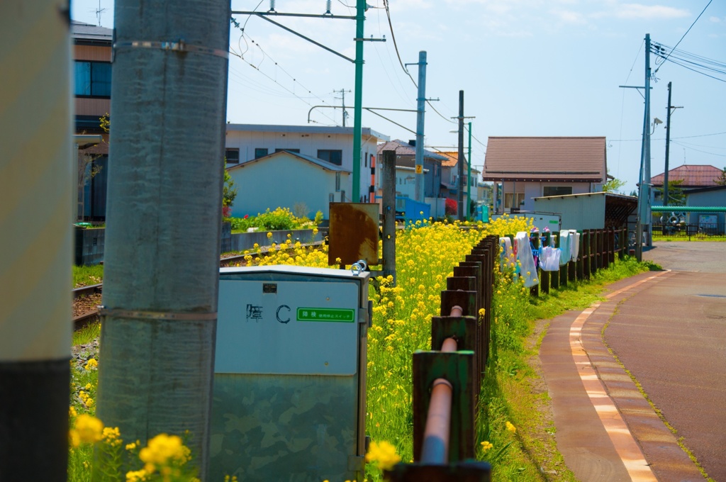 菜の花と駅