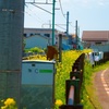 菜の花と駅