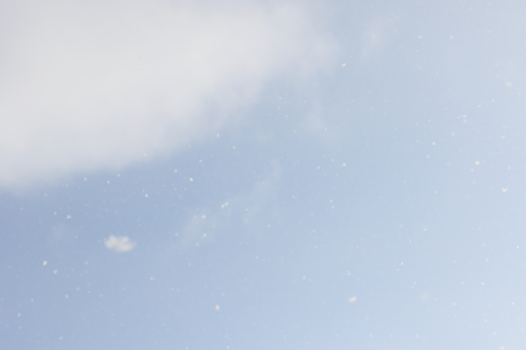 元旦の雪