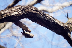 チェケラッチョ　コゲラッチョ！