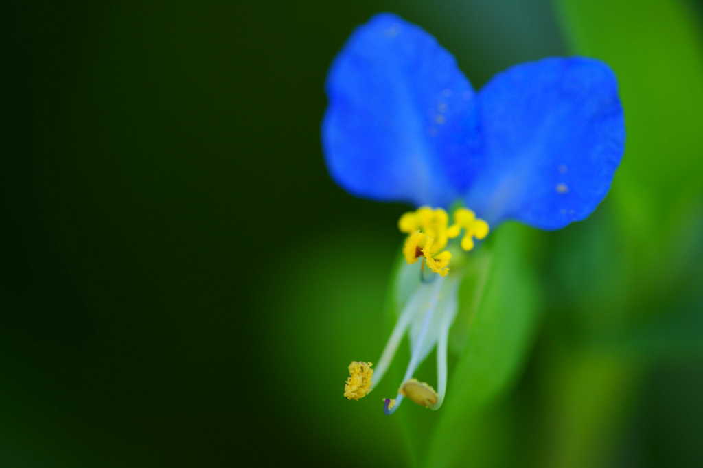 名もなき小さな花ではない