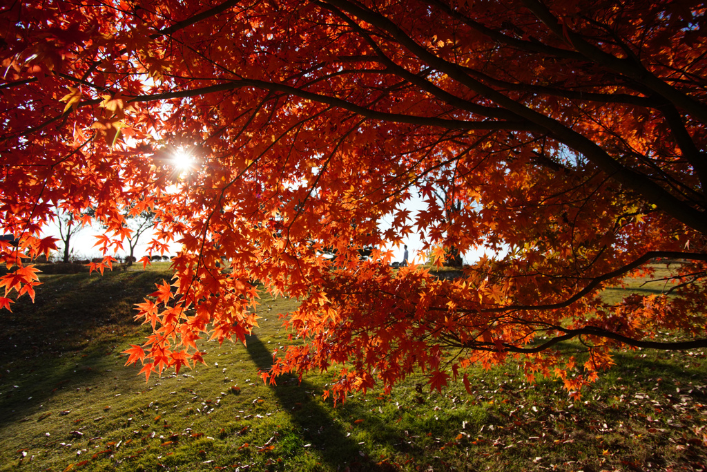 1年前の紅葉