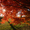 1年前の紅葉