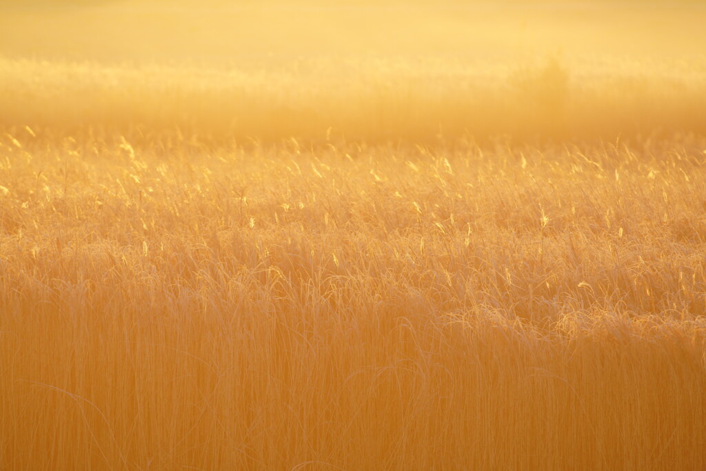ランランララ　ランランラン　ランランラララ〜ン♪