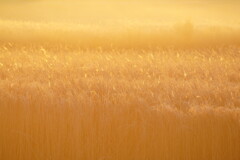 ランランララ　ランランラン　ランランラララ〜ン♪