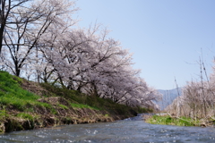 信州の桜 No.8