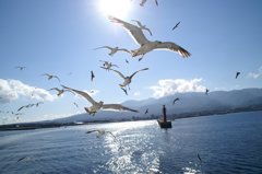 佐渡のカモメたち