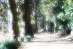 想い出の参道