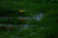 激しい雨