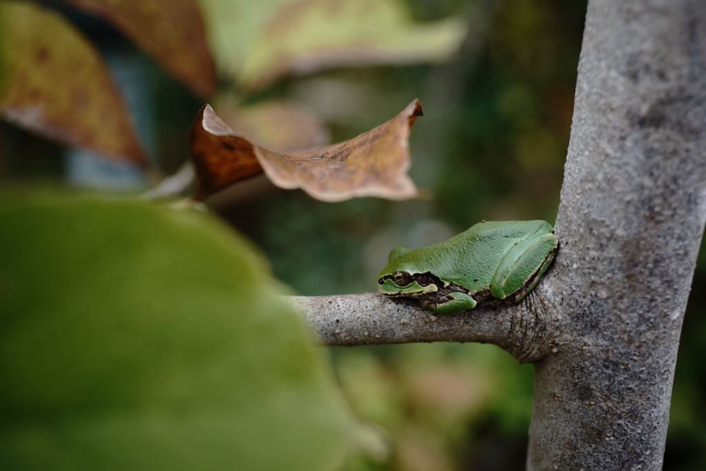 フロッグラフィー　〜ウエルカエル〜