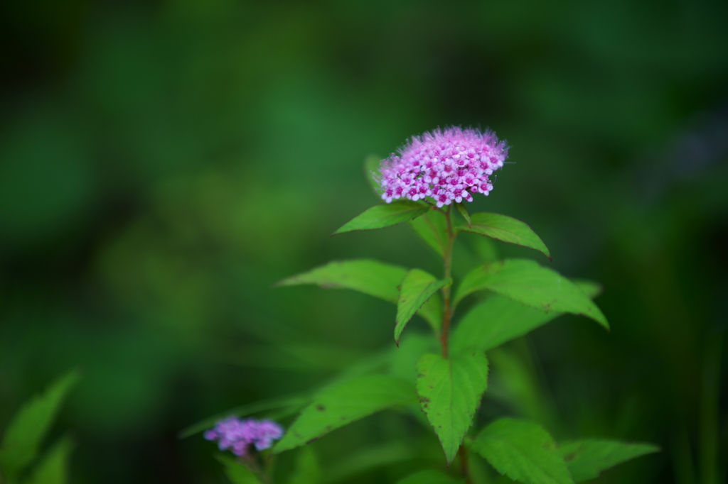 花のシーズン到来