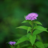 花のシーズン到来