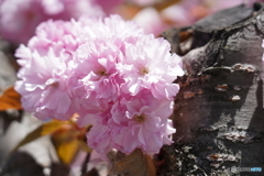 炎天下での桜　ISO設定間違えた