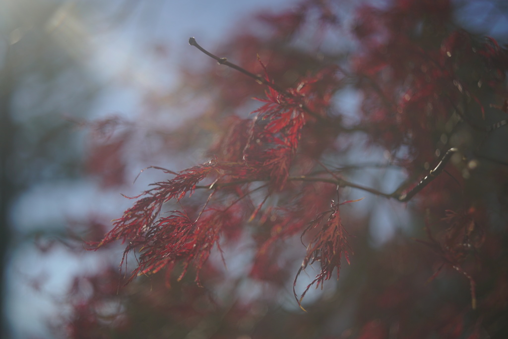 オールドレンズ遊び No.10-1