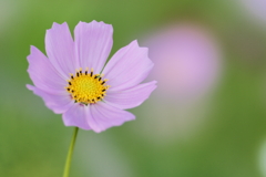 秋桜②