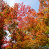７年前の紅葉②