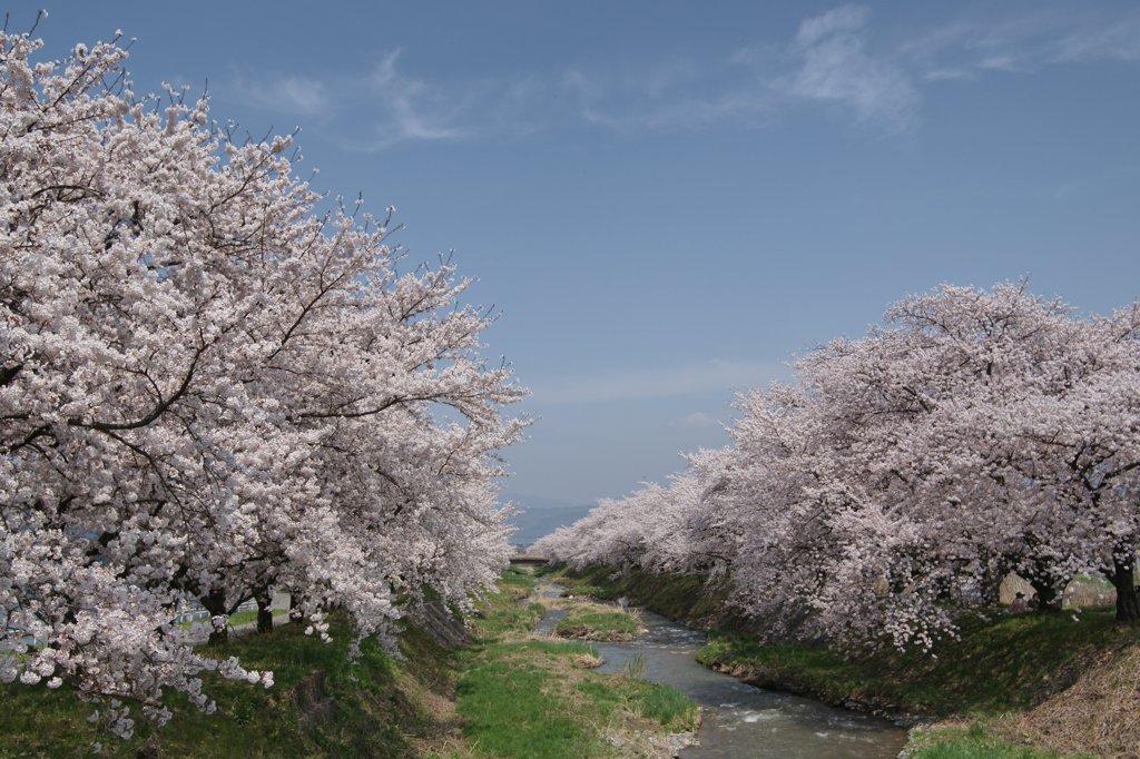 安曇野の桜