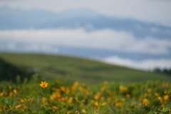 夏が来れば思い出す。