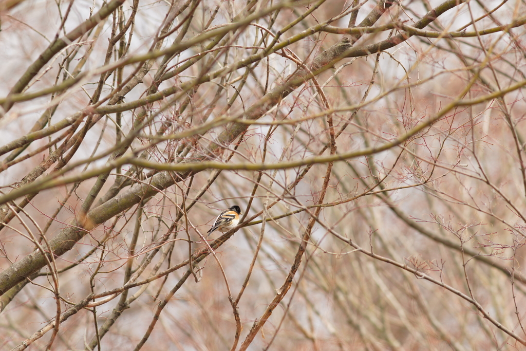 オールドレンズ遊び No.23-4