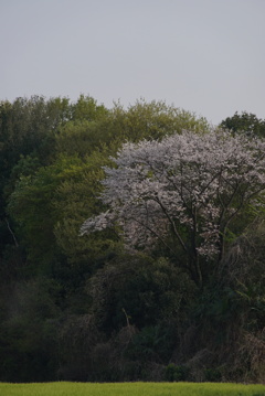 初桜