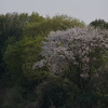 初桜