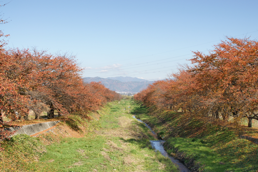 桜の紅葉