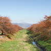 桜の紅葉