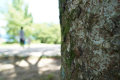 想い出は光の中