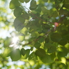 太陽と桜若葉