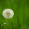 最短撮影距離での解放描写比較　70-200mmF2.8G(D)SSM