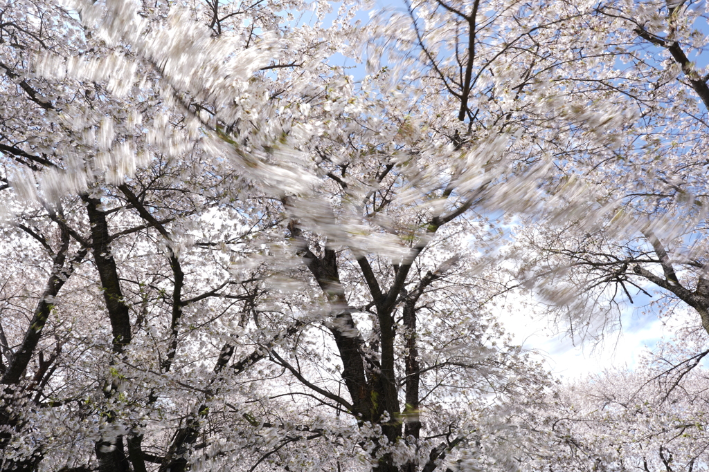 信州の桜 No.10