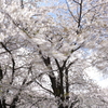 信州の桜 No.10