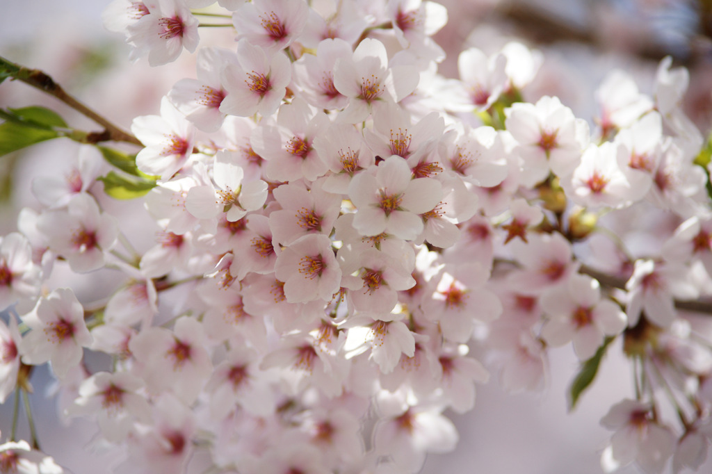 安曇野の桜