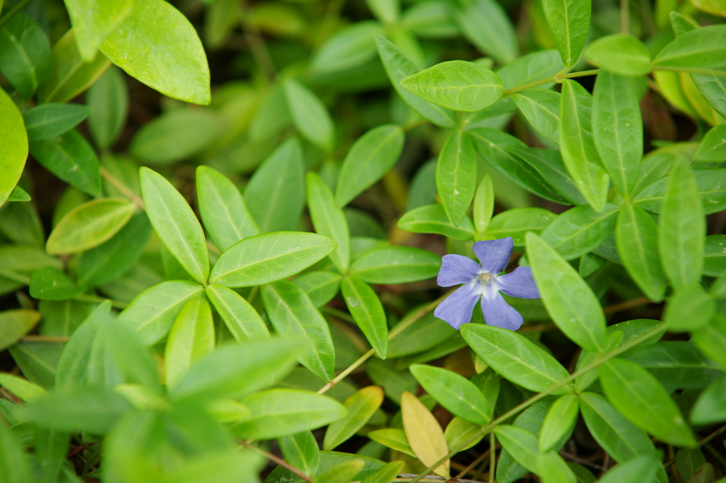 こちらも何て花？